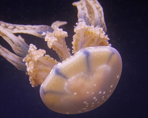 jellyfish without flash