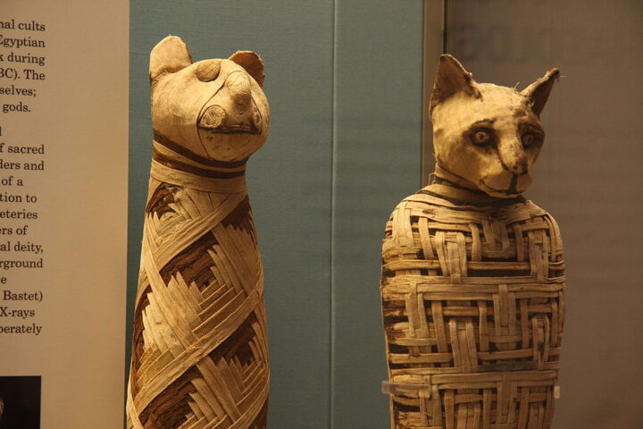 Representative Image. British museum, Egypt mummies of animals