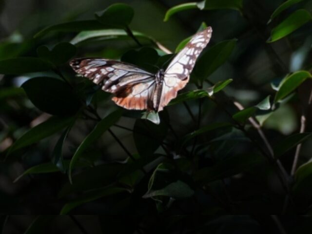 Butterfly’s 3,000 km Japan-Hong Kong Flight Breaks Records Poster Image