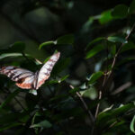 Butterfly’s Record 3,000 km Flight From Japan To Hong Kong Shatters Migration Barriers