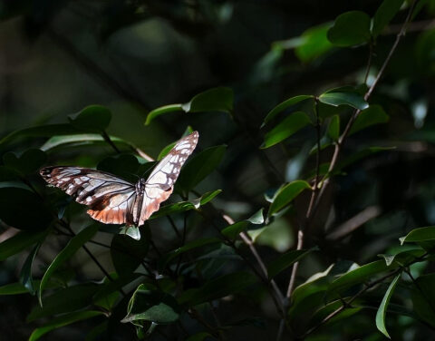 Butterfly’s Record 3,000 km Flight From Japan To Hong Kong Shatters Migration Barriers