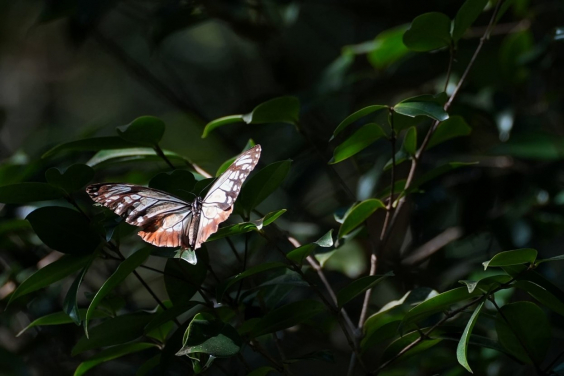 Butterfly’s Record 3,000 km Flight From Japan To Hong Kong Shatters Migration Barriers