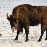 Representative Image. Bison bonasus bonasus