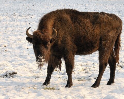 Representative Image. Bison bonasus bonasus