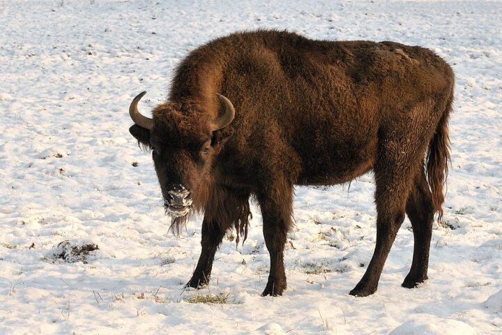 Representative Image. Bison bonasus bonasus