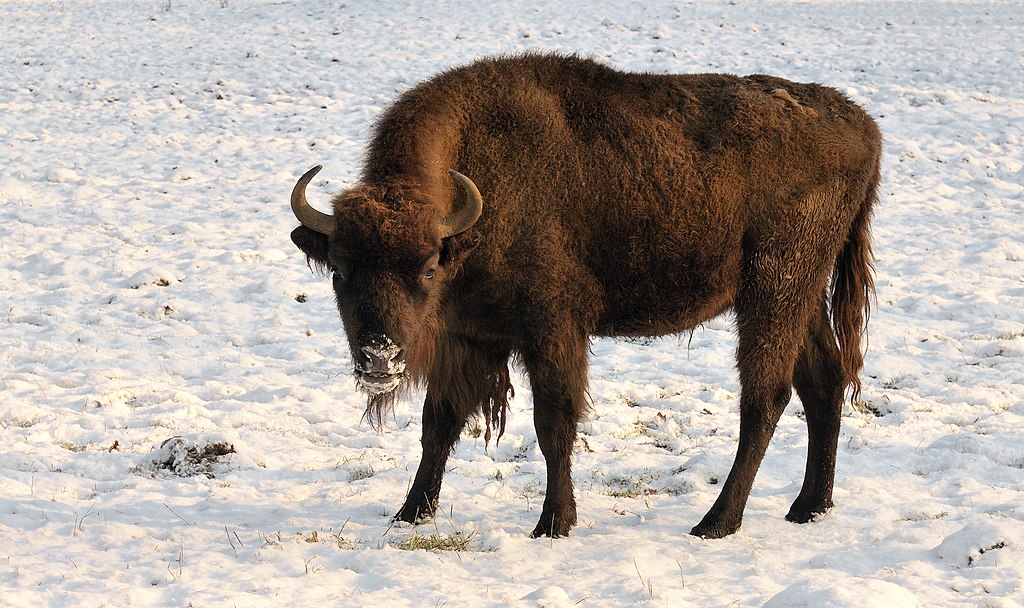 Representative Image. Bison bonasus bonasus