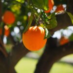 Representative Image. An orange hanging from a tree. Photo Source - Pixabay