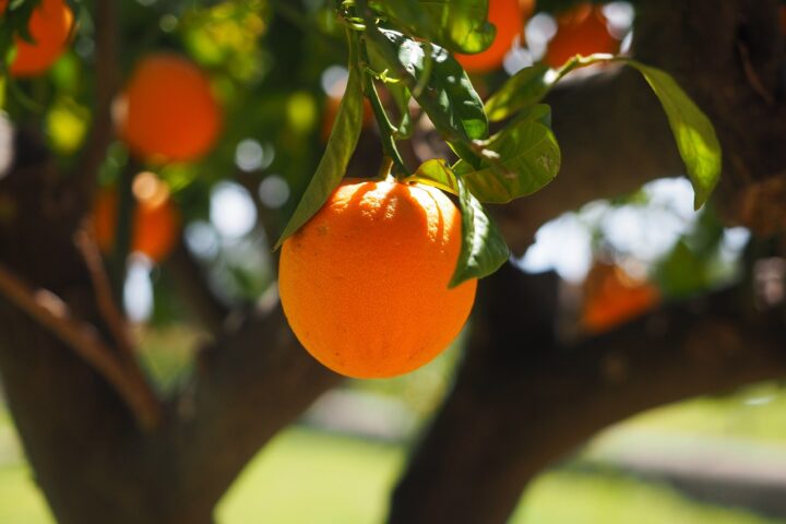 Representative Image. An orange hanging from a tree. Photo Source - Pixabay