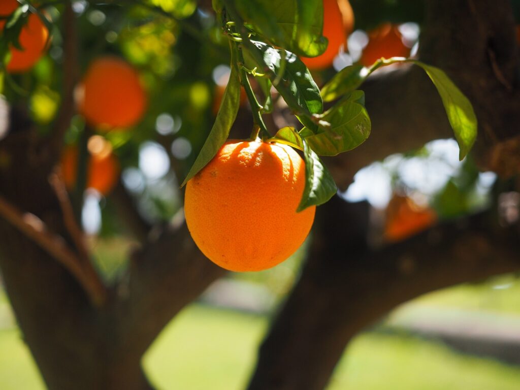 Representative image, Orange, Fruit, Tree images, photo source: Hans (Pixabay)