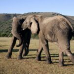 Two elephants in the addo elephant park, Photo Source: South African Tourism (CC BY 2.0)