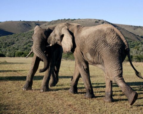 Two elephants in the addo elephant park, Photo Source: South African Tourism (CC BY 2.0)