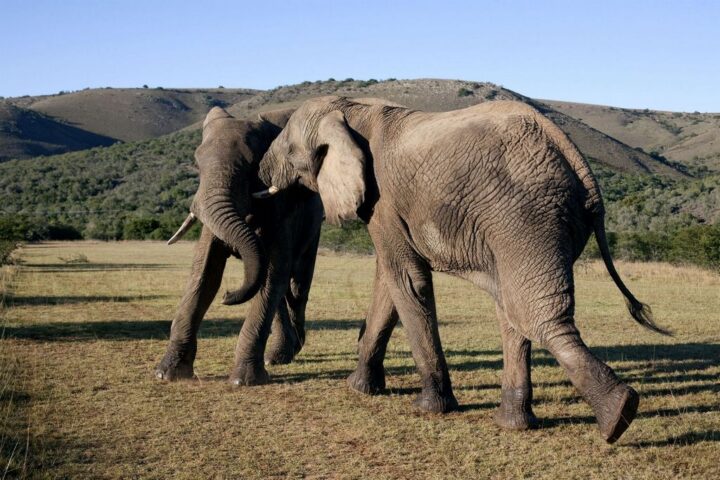 Two elephants in the addo elephant park, Photo Source: South African Tourism (CC BY 2.0)