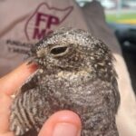 Nighthawk. Photo Source: Cozumel Parks and Museums Foundation (FPMC)