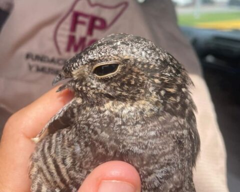 Nighthawk. Photo Source: Cozumel Parks and Museums Foundation (FPMC)