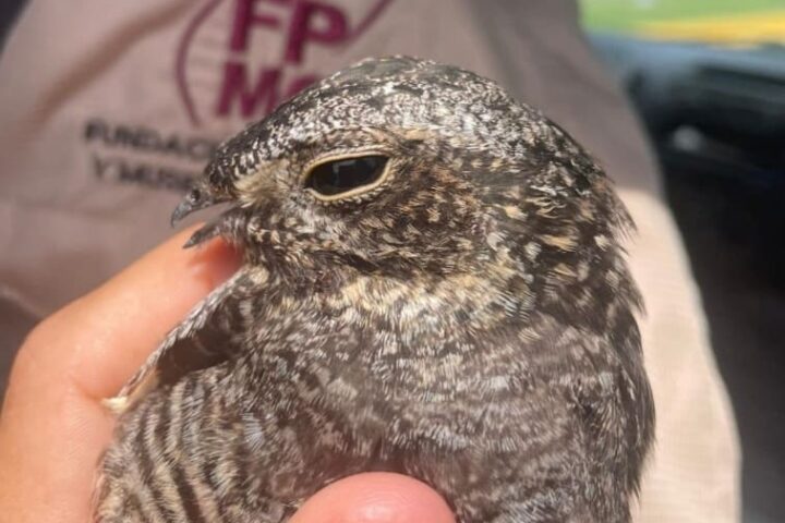 Nighthawk. Photo Source: Cozumel Parks and Museums Foundation (FPMC)