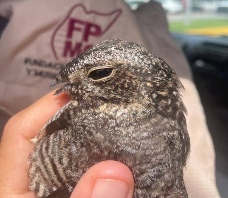 Nighthawk. Photo Source: Cozumel Parks and Museums Foundation (FPMC)