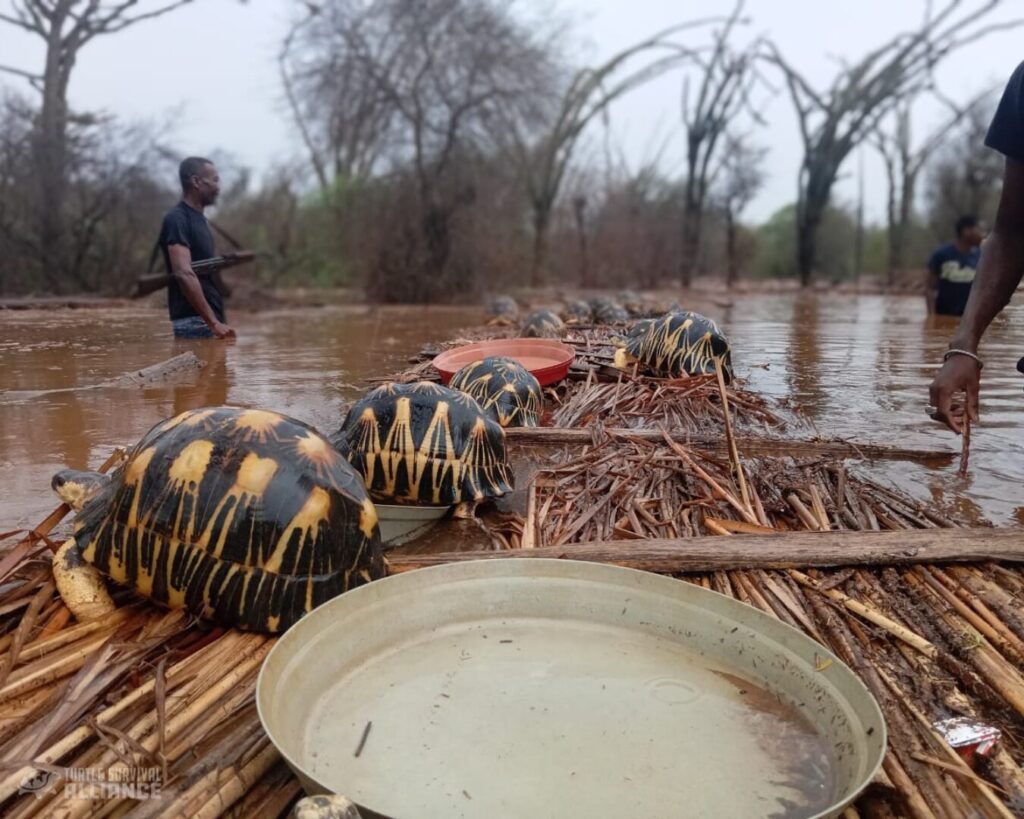 Catastrophic Flooding Engulfs Lavavolo Tortoise Center, Photo Source: Turtlesurvivor.org