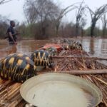 Catastrophic Flooding Engulfs Lavavolo Tortoise Center, Photo Source: Turtlesurvivor.org