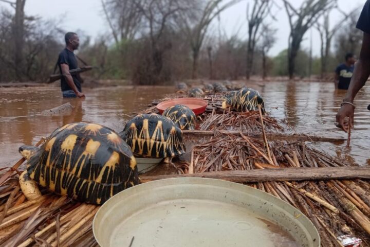 Catastrophic Flooding Engulfs Lavavolo Tortoise Center, Photo Source: Turtlesurvivor.org