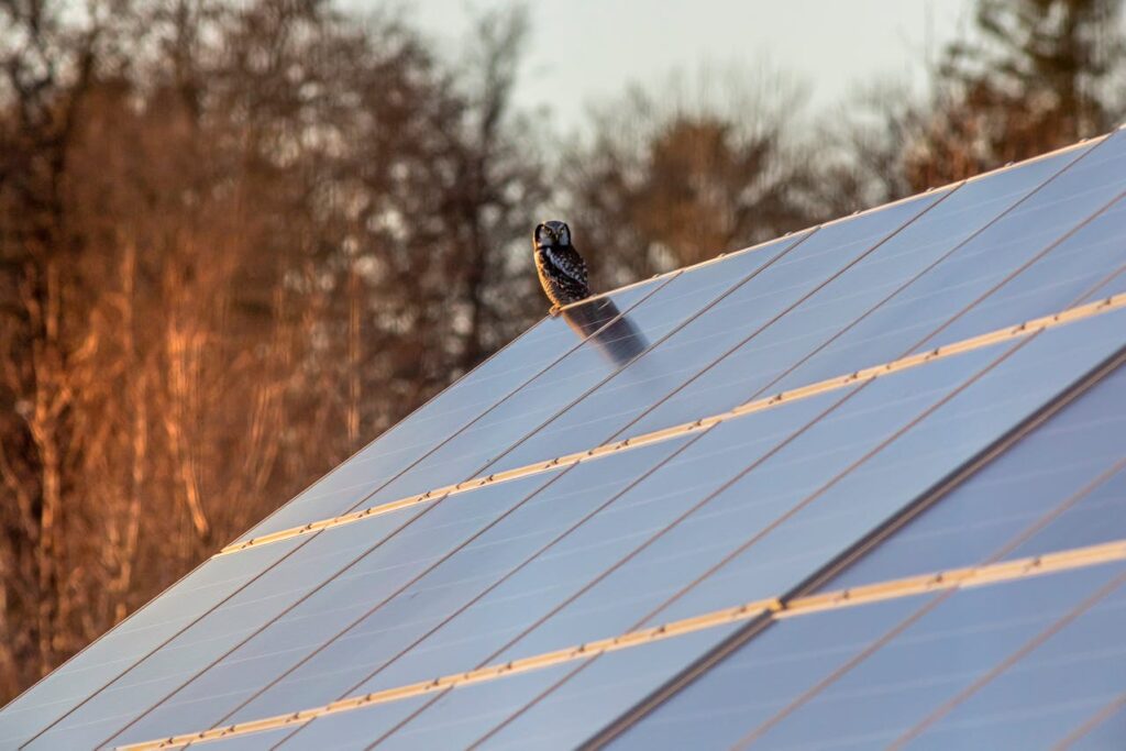 Owl Perching on the solar panel roof