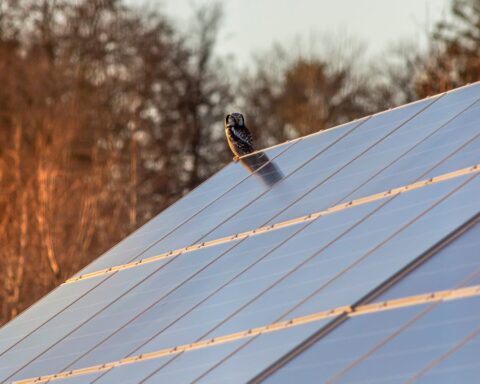 Owl Perching on the solar panel roof