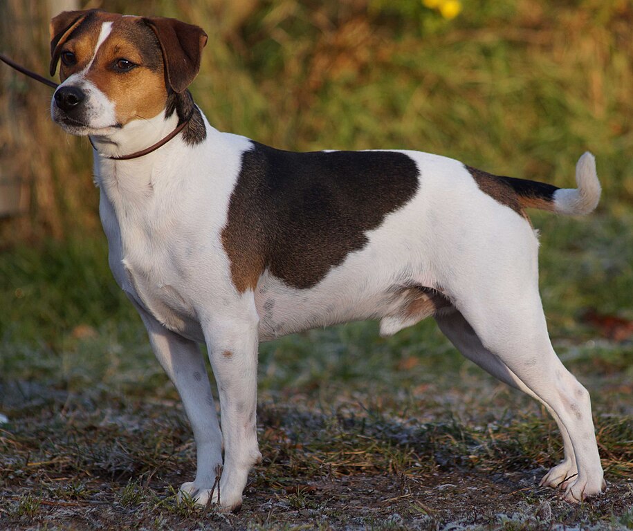 Representative Image. Danish-Swedish Farmdog. Photo Source: Wikimedia Commons (CC BY-SA 4.0)