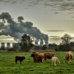 Representative Image. Cows feed on grass while factory smoke fills the sky. Photo Source: Peggychoucair (Pixabay)