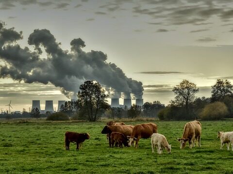 Representative Image. Cows feed on grass while factory smoke fills the sky. Photo Source: Peggychoucair (Pixabay)