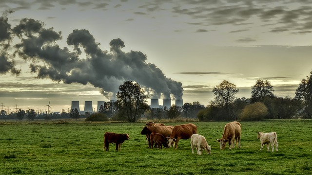 Representative Image. Cows feed on grass while factory smoke fills the sky. Photo Source: Peggychoucair (Pixabay)