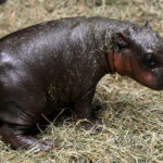 Pygmy Hippo Born Before Christmas