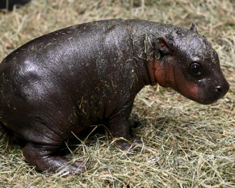 Pygmy Hippo Born Before Christmas