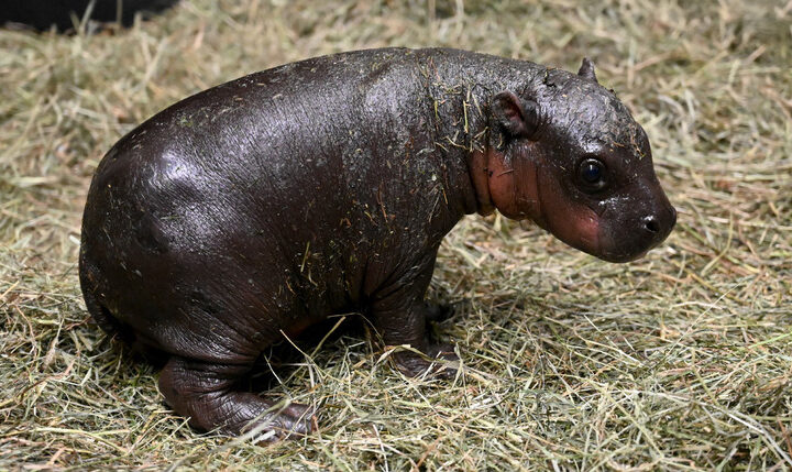 Pygmy Hippo Born Before Christmas