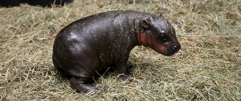 Pygmy Hippo Born Before Christmas