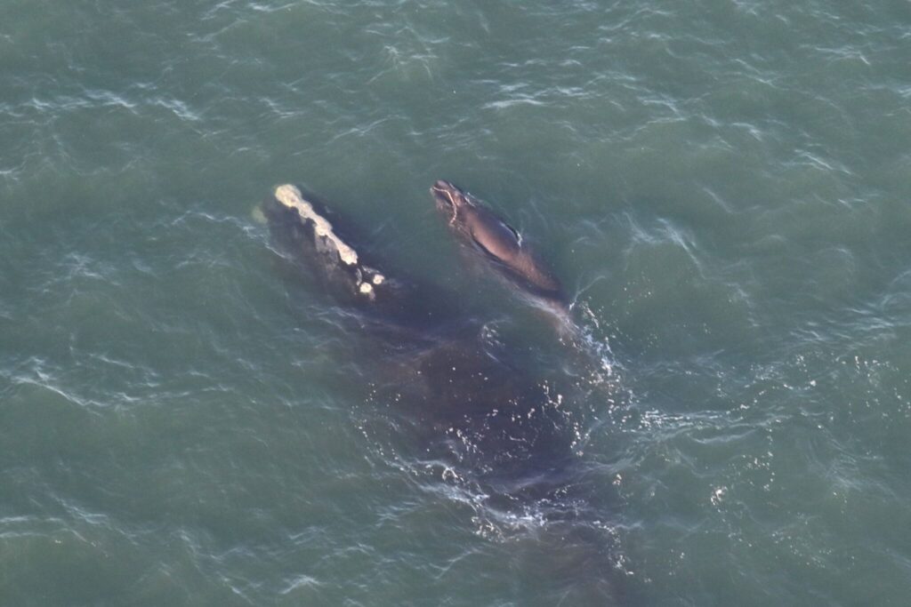 Whale newborn calf