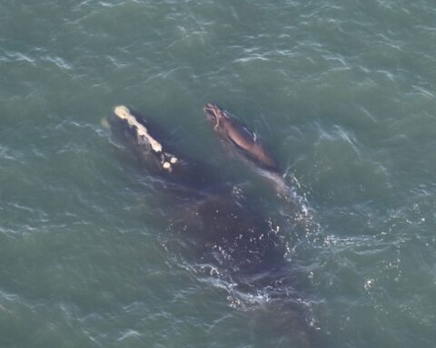 Whale newborn calf