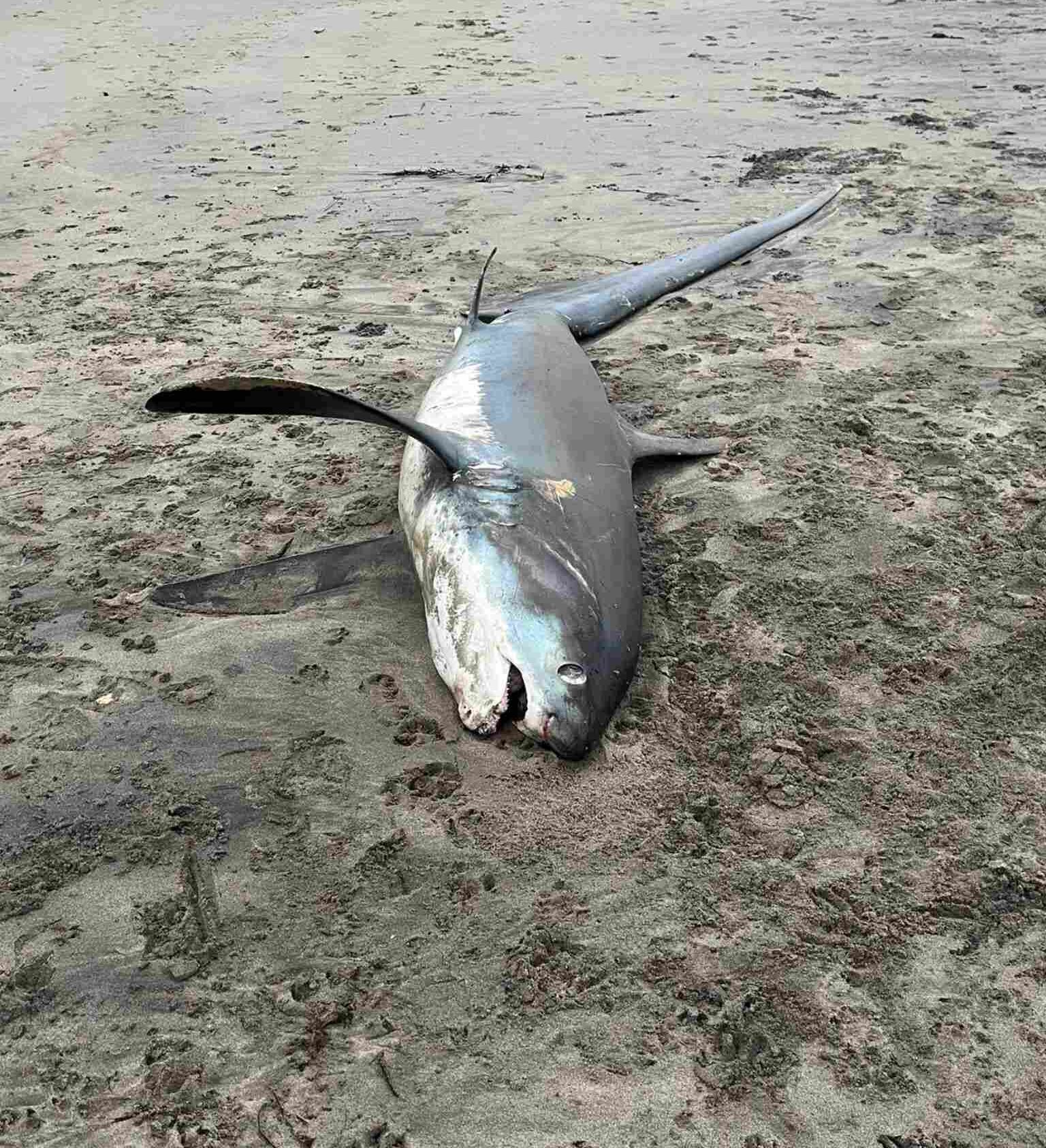 Thresher shark