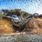 Tree of Life, Olympic National Park, before damage from recent storms / Rebecca Latson