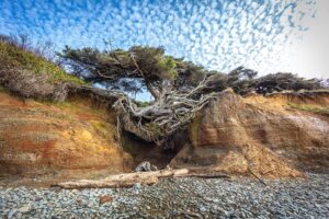 Tree of Life, Olympic National Park, before damage from recent storms / Rebecca Latson