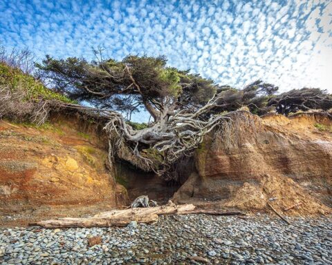 Erosion Causes Olympic National Park's 'Tree of Life' to Drop 5 Feet, Threatening Its Survival