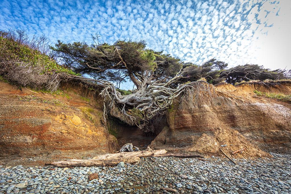 Erosion Causes Olympic National Park's 'Tree of Life' to Drop 5 Feet, Threatening Its Survival