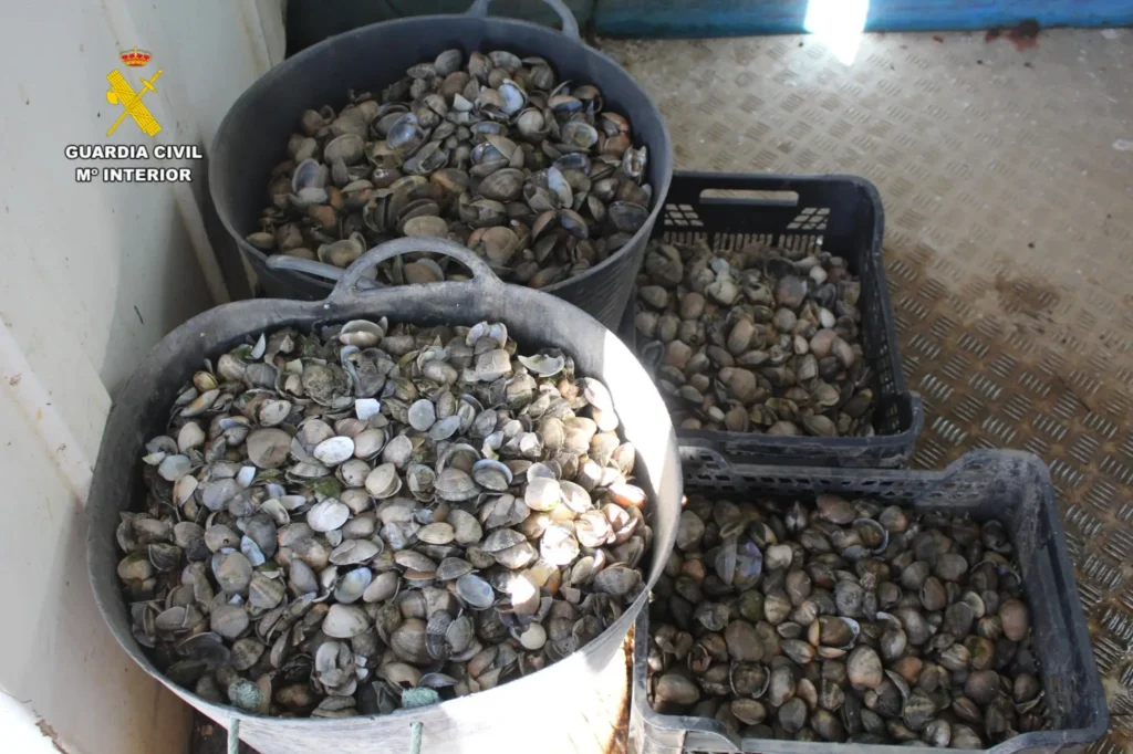 Several containers filled with clams. Source - EUROPOL