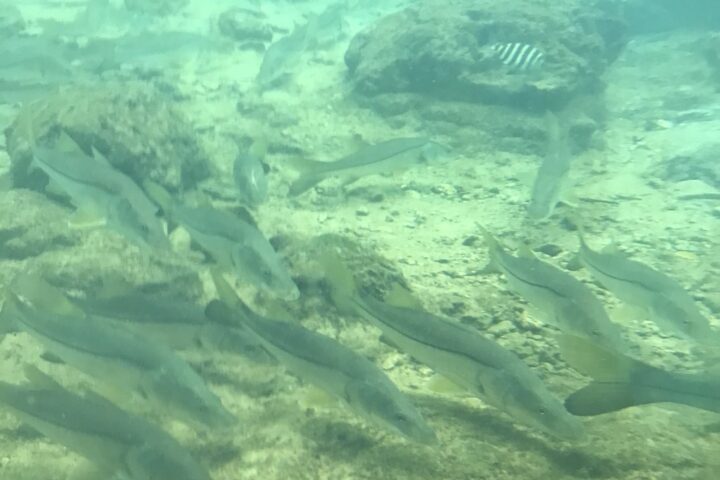 Cold weather in Florida this week could pose problems for some of our wildlife, especially warm water species like common snook (Centropomus undecimalis). Photo Source: FWC Fish and Wildlife Research Institute (Facebook)