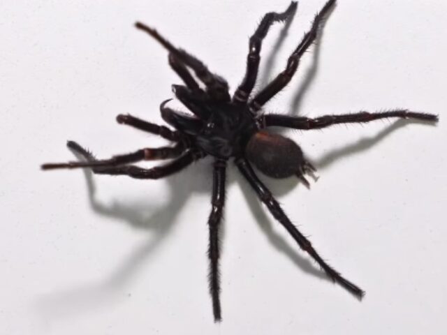 Giant 9.2 cm Funnel-Web Spider 'Hemsworth' Aids Antivenom Efforts (Poster Image)