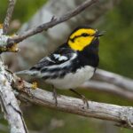 Golden-Cheeked Warbler