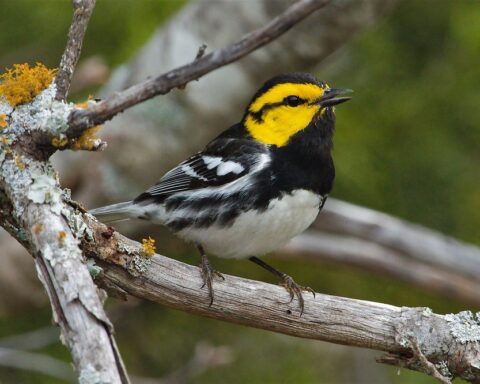 Golden-Cheeked Warbler