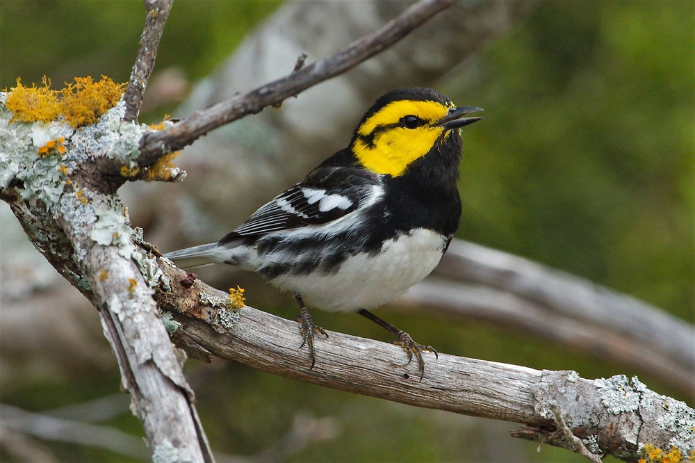 Golden-Cheeked Warbler