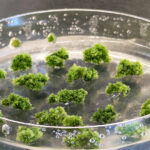 The image shows a petri dish containing small clusters of green moss-like material in a clear liquid. Photo Source- Janine Fürst-Jansen