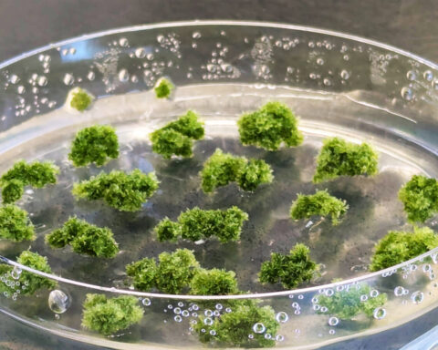 The image shows a petri dish containing small clusters of green moss-like material in a clear liquid. Photo Source- Janine Fürst-Jansen