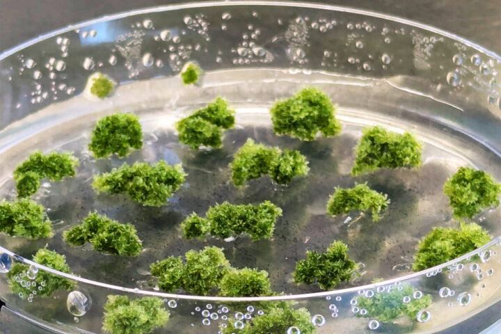 The image shows a petri dish containing small clusters of green moss-like material in a clear liquid. Photo Source- Janine Fürst-Jansen