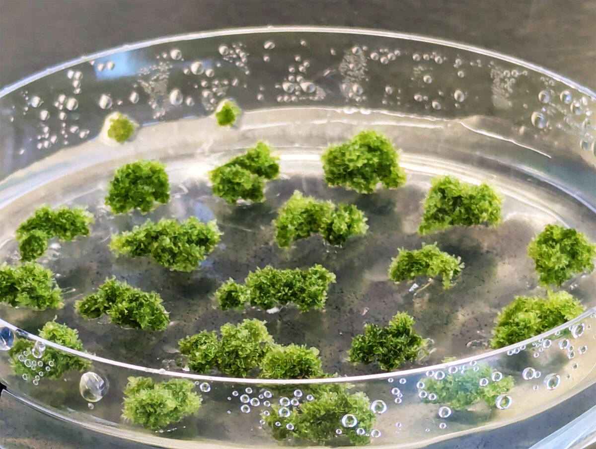 The image shows a petri dish containing small clusters of green moss-like material in a clear liquid. Photo Source- Janine Fürst-Jansen